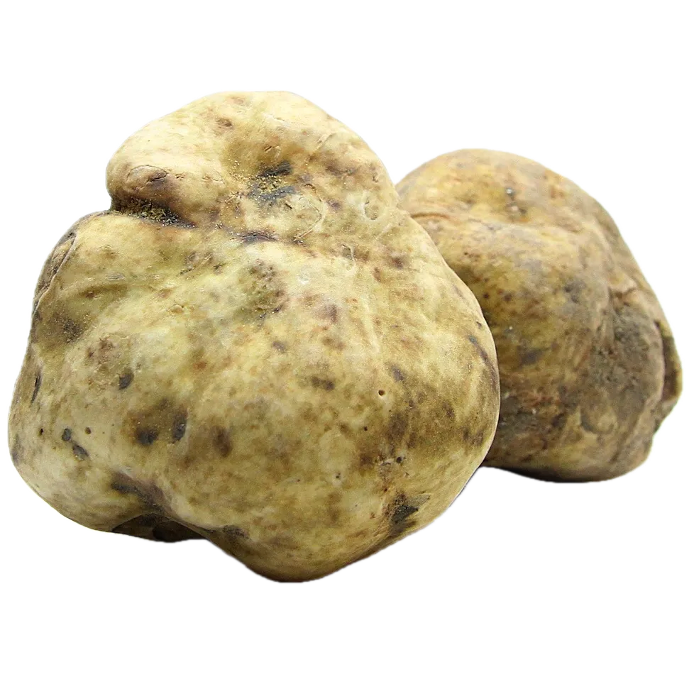 Weiße Alba Trüffel 1. Wahl